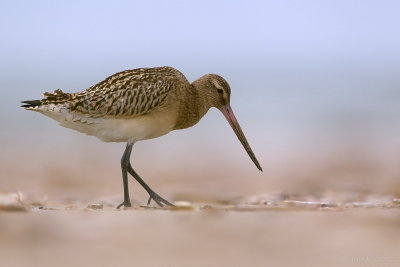 Rosse grutto/Bar-tailed godwit