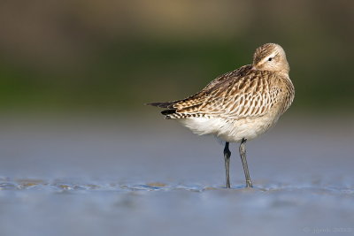 Rosse grutto/Bar-tailed godwit