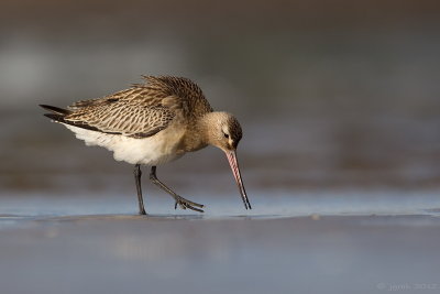 Rosse grutto/Bar-tailed godwit