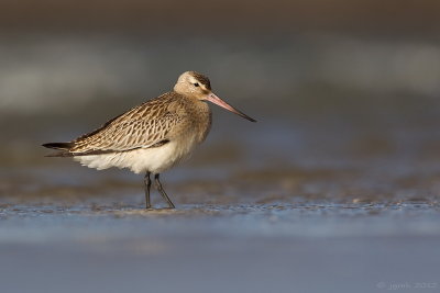 Rosse grutto/Bar-tailed godwit