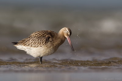 Rosse grutto/Bar-tailed godwit