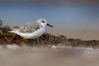 Drieteenstrandloper/Sanderling
