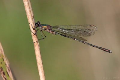 Houtpantserjuffer/Chalcolestes viridis ♂