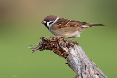 Ringmus/Tree sparrow
