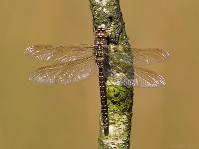 Venglazenmaker/Aeshna juncea ♀