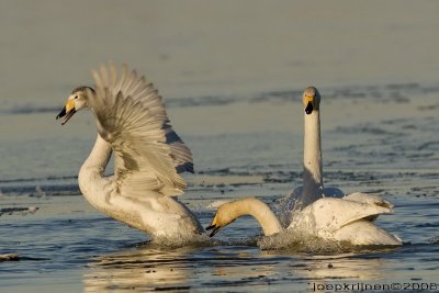 Wilde zwaan/Whooper swan 