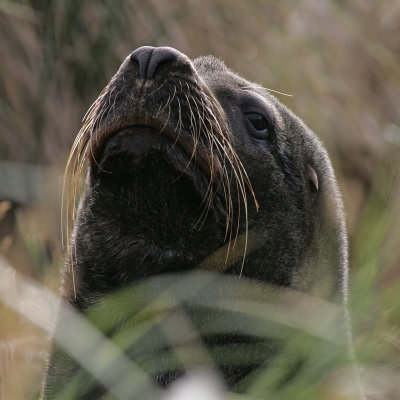 Sea Lion, Falklands
