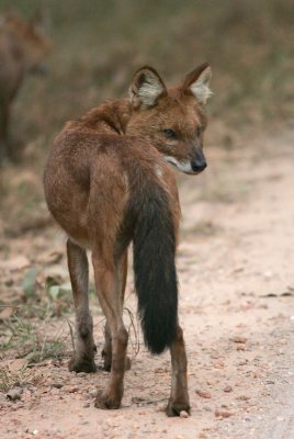 Dhole, India