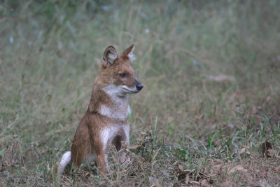 Dhole, India