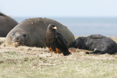 Striated Caracara, Falklands