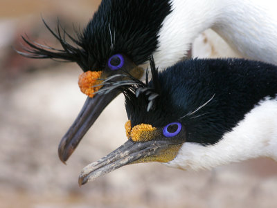 King shag, Falklands