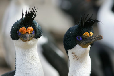 King shag, Falklands