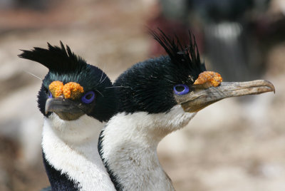 King shag, Falklands