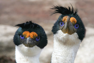 King shag, Falklands