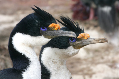King shag, Falklands