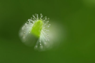 Sundew, the Netherlands