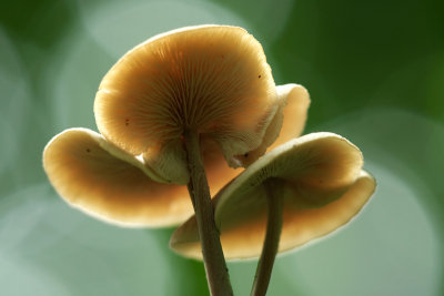Toadstool, the Netherlands