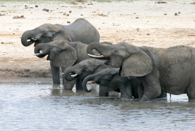 Drinking Elephants, Zimbabwe