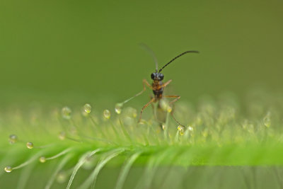 Insect captured by Sundew, the Netherlands