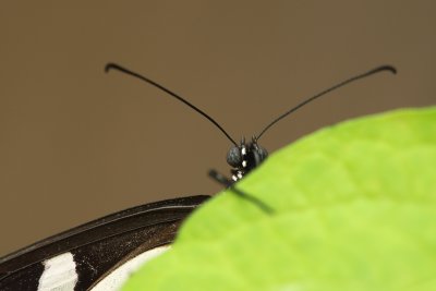 Butterfly peeping over leafedge