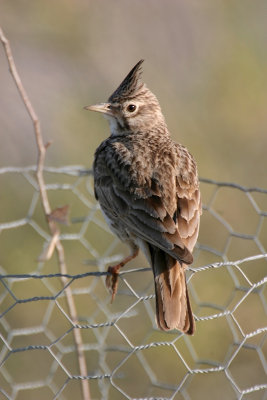 Crested Lark, Greece