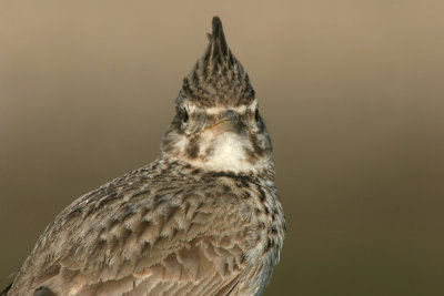 Crested Lark, Greece
