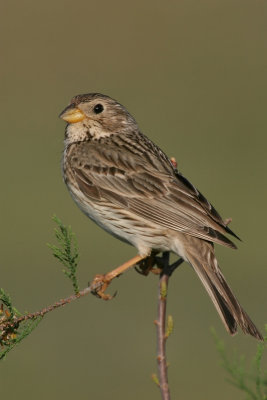 Corn Bunting, Greece