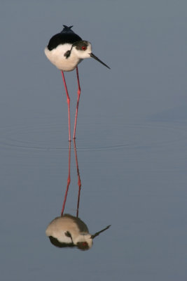 Black-winged Stilt, Greece