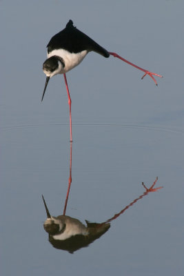 Black-winged Stilt, Greece
