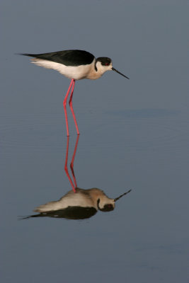 Black-winged Stilt, Greece