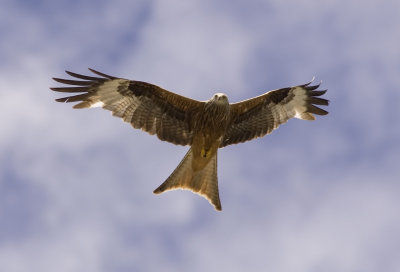 Red Kite, Spain