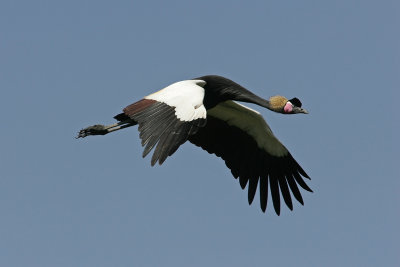 Black-crowned Crane, Ethiopia