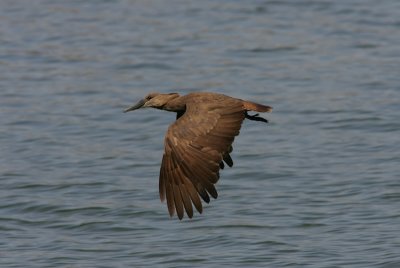 Hamerkop, Uganda
