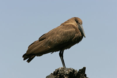 Hamerkop, Uganda