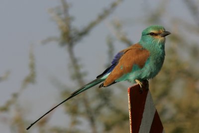 Abbesynian Roller, Ethiopia
