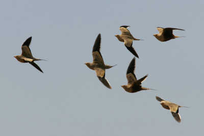 Chestnut-bellied Sandgrouse, Ethiopia