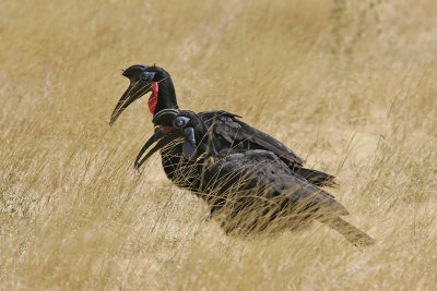 Abyssinian Ground-Hornbill, Ethiopia
