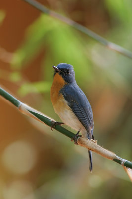 Hill Blue-Flycatcher, India