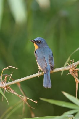 Hill Blue-Flycatcher, India