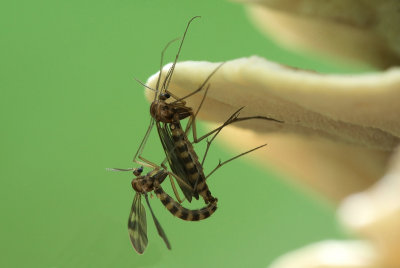 Mosquitos mating, the Netherlands