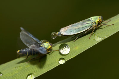 Green Cicada, the Netherlands