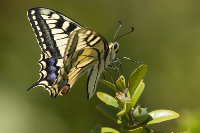 Swallowtail, Spain