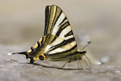 Scarce swallowtail, Spain