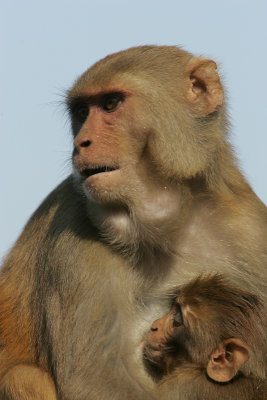 Rhesus Macaque, India