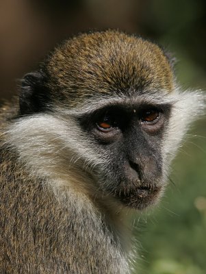 Vervet monkey, Uganda