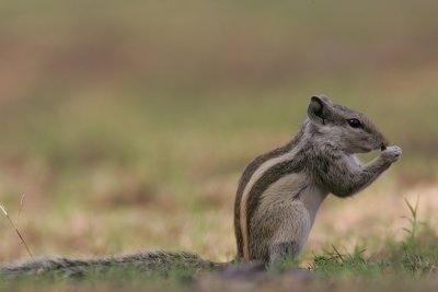 Indian five-striped Squirrel, India