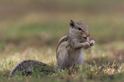 Indian five-striped Squirrel, India