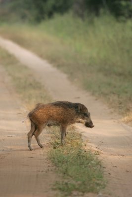 Indian wild Boar, India