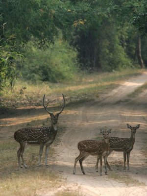 Spotted Deer, India