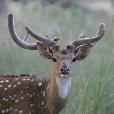 Spotted Deer, India